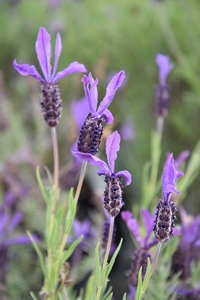 French Lavender